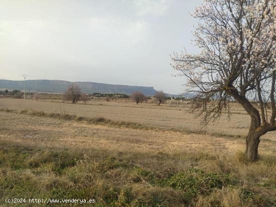 GRAN OCASION-PARCELA RUSTICA  DE 40.000 METROS MUY CERCA DE ALMANSA - ALBACETE