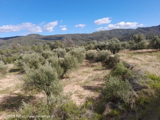  OCASION FINCA RUSTICA `LANTADA DE OLIVOS EN LA TORRE DE L´ESPANYOL - TARRAGONA 