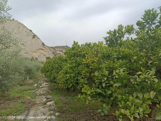 Terreno de naranjos canjayar PARAJE EL MAJUELO con olivos y arboles frutales y agua de la comunidad 