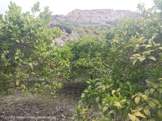 Terreno de naranjos canjayar PARAJE EL MAJUELO con olivos y arboles frutales y agua de la comunidad 