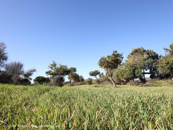 Finca rustica en venta en Binissalem - BALEARES