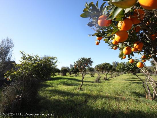 Finca rustica en venta en Binissalem - BALEARES