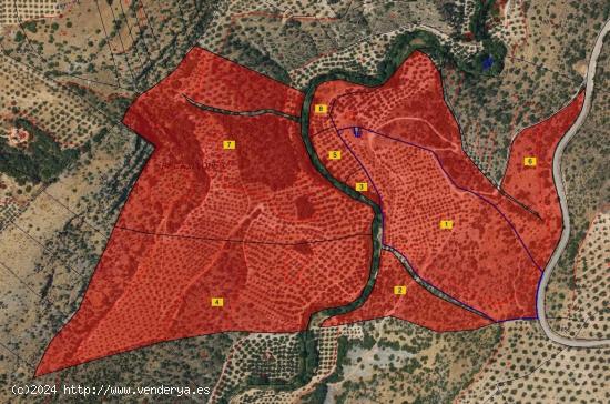 FINCA DE 2700 OLIVOS EN ALGARINEJO (GRANADA) - GRANADA