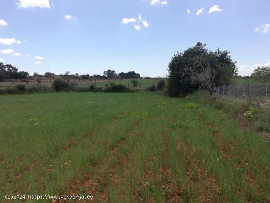  Terreno rural en Sineu con caseta de mares!! - BALEARES 