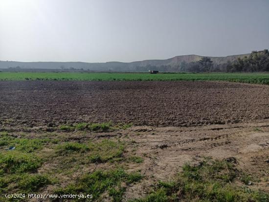 FINCA AGRÍCOLA EN ENCINAREJO!!!!!! - CORDOBA