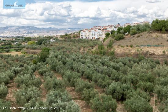 Venta de finca rústica de 77 olivos en Otura (Granada) - GRANADA