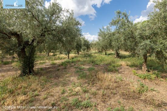 Venta de finca rústica de 77 olivos en Otura (Granada) - GRANADA