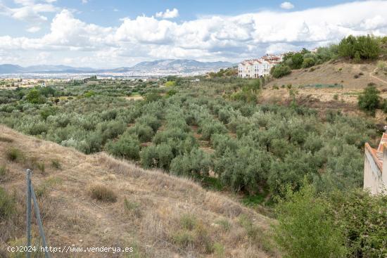 Venta de finca rústica de 77 olivos en Otura (Granada) - GRANADA