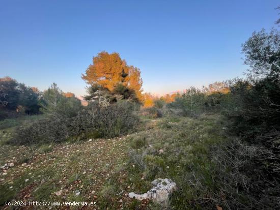 Terreno rústico - BALEARES