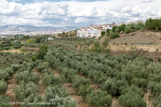 Venta de finca rústica de 77 olivos en Otura (Granada) - GRANADA