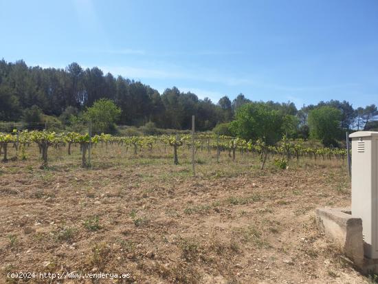 FINCA RUSTICA EN VENTA DE 24 Ha. - BARCELONA