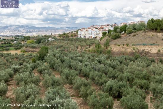 Venta de finca rústica de 77 olivos en Otura (Granada) - GRANADA