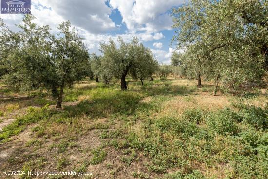 Venta de finca rústica de 77 olivos en Otura (Granada) - GRANADA