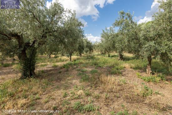 Venta de finca rústica de 77 olivos en Otura (Granada) - GRANADA