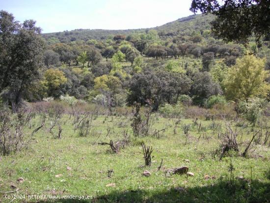 Terreno en venta en carretera Veredas-Valdeazogues, km 7 - CIUDAD REAL