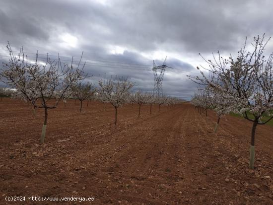 Terreno en venta en carretera de arenas, km 3 - CIUDAD REAL