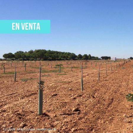  Terreno en venta en Unnamed Road s/n - CIUDAD REAL 