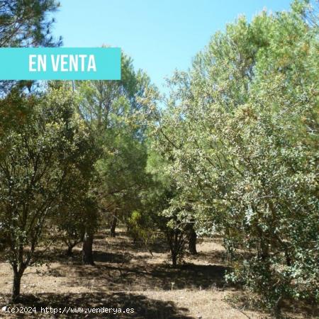  Terreno en venta en calle valle los quiles de arriba Q s/n - CIUDAD REAL 