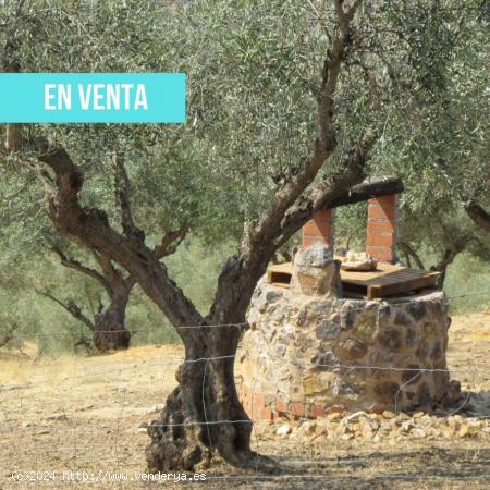  Terreno en venta en Horcajo de los Montes s/n - CIUDAD REAL 