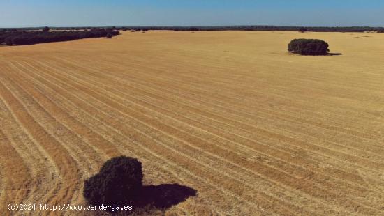 Venta de finca agropecuaria en la provincia de Ciudad Real - CIUDAD REAL