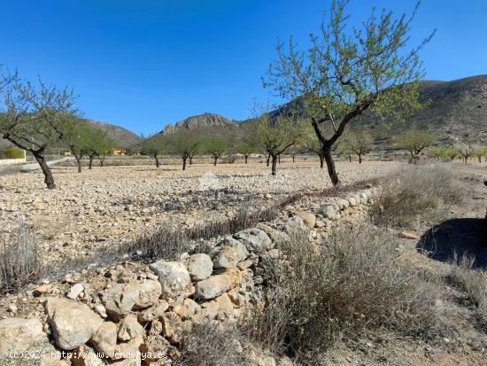 SE VENDE PARCELA CON PRODUCCION DE ALMENDROS AL LADO DEL PUEBLO DE BARBARROJA - ALICANTE