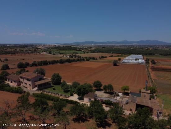 La casa del  sí  - BALEARES