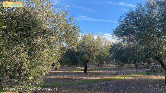 Olivar intensivo en buena ubicación - CORDOBA