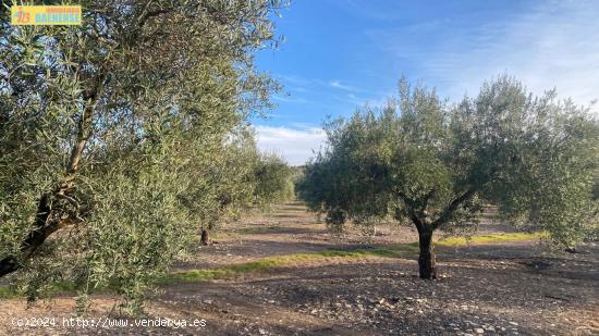 Olivar intensivo en buena ubicación - CORDOBA