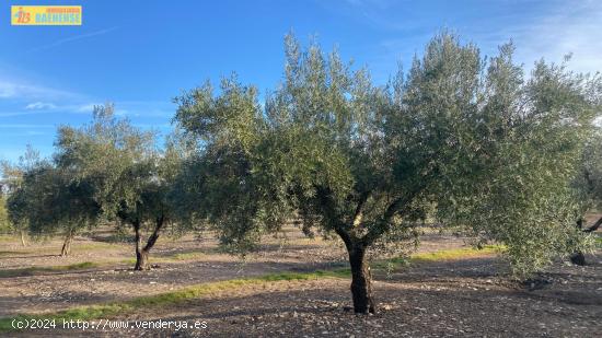 Olivar intensivo en buena ubicación - CORDOBA