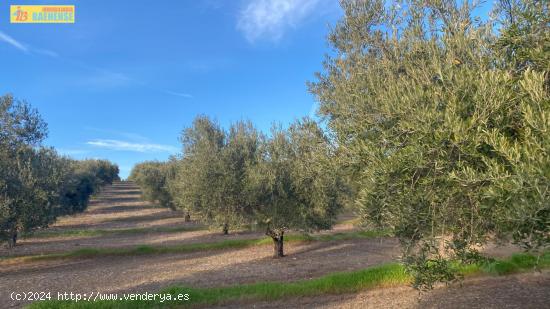 Olivar intensivo en buena ubicación - CORDOBA