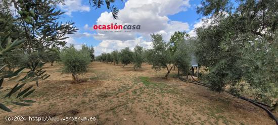 OLIVAR EN VENTA EN ALCARACEJOS - CORDOBA