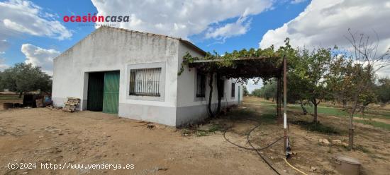 OLIVAR EN VENTA EN ALCARACEJOS - CORDOBA