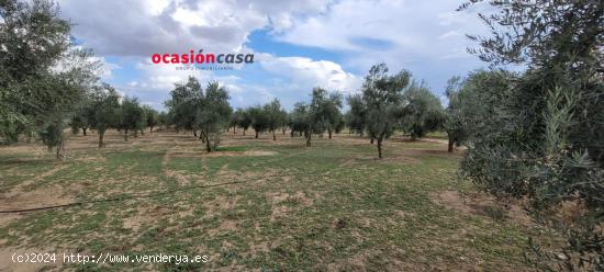 OLIVAR EN VENTA EN ALCARACEJOS - CORDOBA