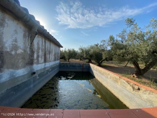 Fantástica finca con casa en la Miliana