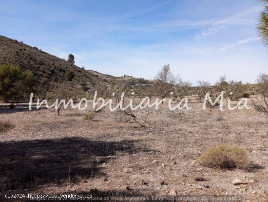 ESTUPENDA FINCA DE ALMENDROS Y OLIVOS EN VENTA LORCA