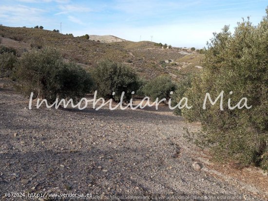 ESTUPENDA FINCA DE ALMENDROS Y OLIVOS EN VENTA LORCA