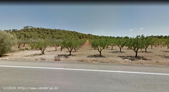 Finca rústica plantada con mas de 200 almendros - VALENCIA