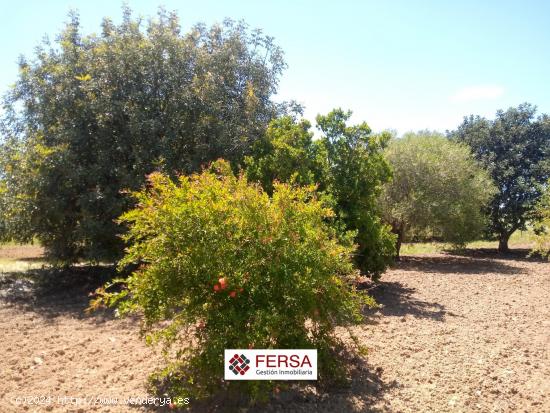 PARCELA RUSTICA  EN VENTA EN EL MARQUESADO PTO. REAL. - CADIZ