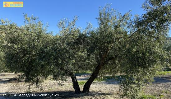 Olivar en muy buena ubicación - CORDOBA