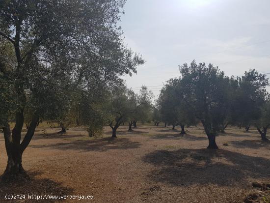  FINCA EN LA GALERA CON OLIVOS - TARRAGONA 