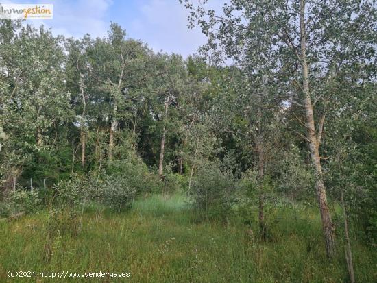 SE VENDE TERRENOS RUSTICOS EN TUDELA DE DUERO - VALLADOLID