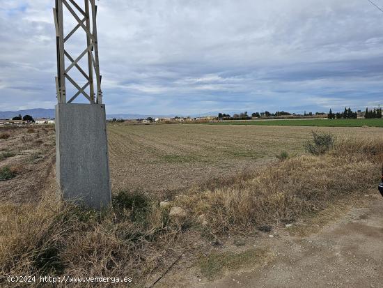 parcela rústica de 8000m2 en Dolores - ALICANTE