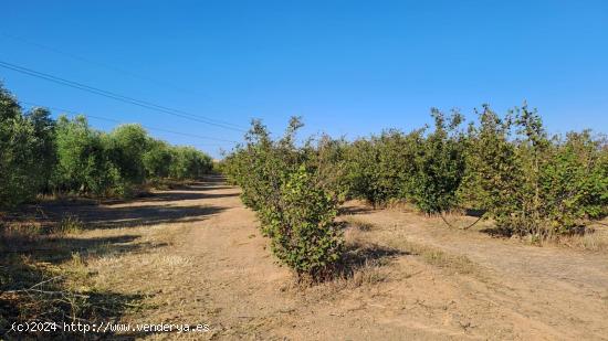 Finca rustica en venta en La Selva del Camp - TARRAGONA