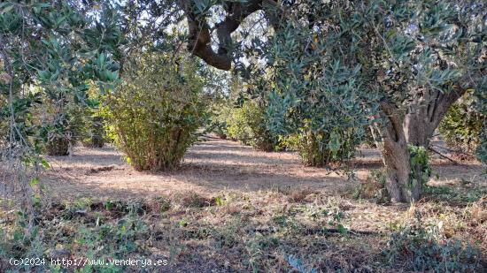 Finca rustica en venta en La Selva del Camp - TARRAGONA