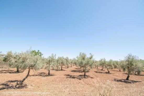 Finca rustica de riego!! - GRANADA