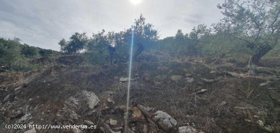 Finca rústica enclavada en el Parque Nacional de la Sierra de las Nieves - MALAGA