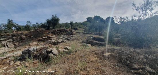 Finca rústica enclavada en el Parque Nacional de la Sierra de las Nieves - MALAGA