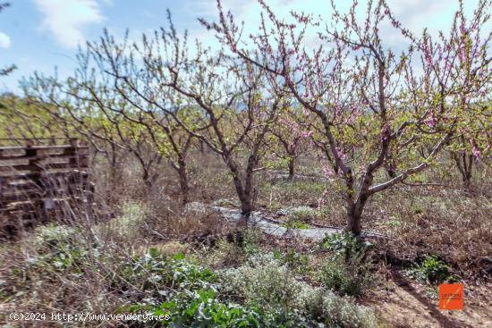 FINCA EN VENTA EN LA GALERA (TARRAGONA) - TARRAGONA