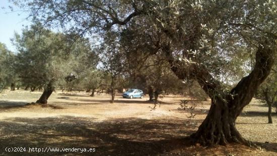 Finca rústica de 8.226, olivos, algarrobos, cerca de la población - TARRAGONA