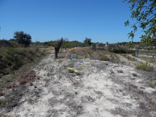 TERRENO EN PRODUCCIÓN CON PEQUEÑA CONSTRUCCIÓN EN PALOMAR(VALENCIA) - VALENCIA